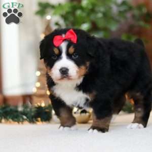 Princess Star, Bernese Mountain Dog Puppy
